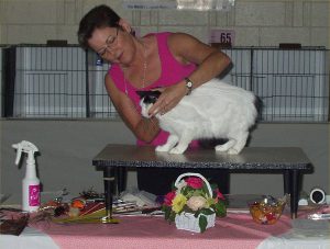 katten-och-kattutstallningar-1