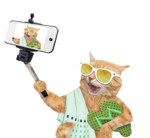 Cat taking a selfie with a smartphone. Isolate on the white.