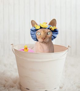sphynx-1521190_960_720