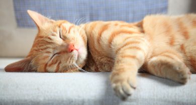 Att adoptera en katt är populärt