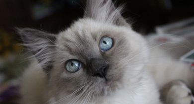 Ragdoll tittar upp