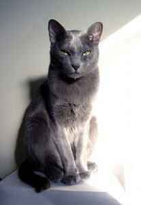 800px-Veda,chat-adulte-mâle-race-korat