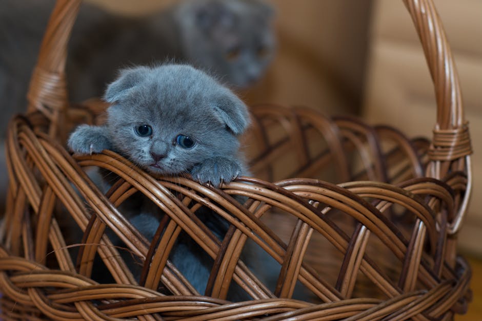 Kattunge i en korg