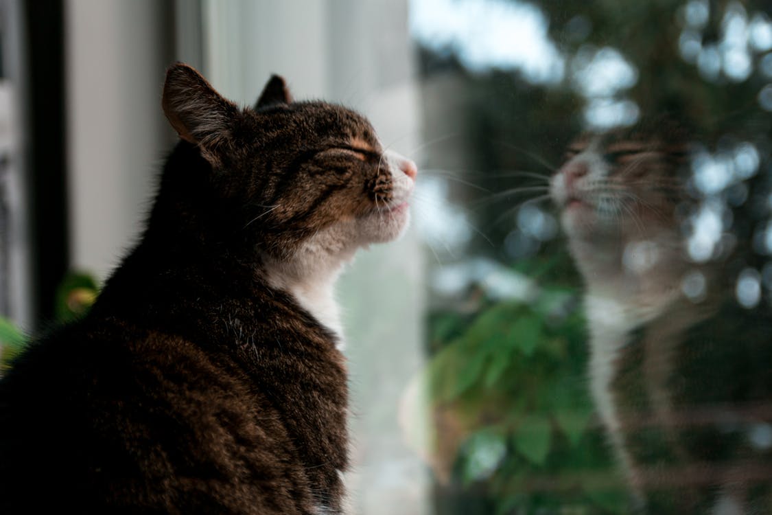 Kattsäkra din bostad